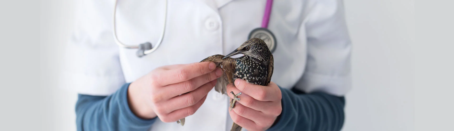 Kliniğimizde bir kuşun özenle muayene edildiği an