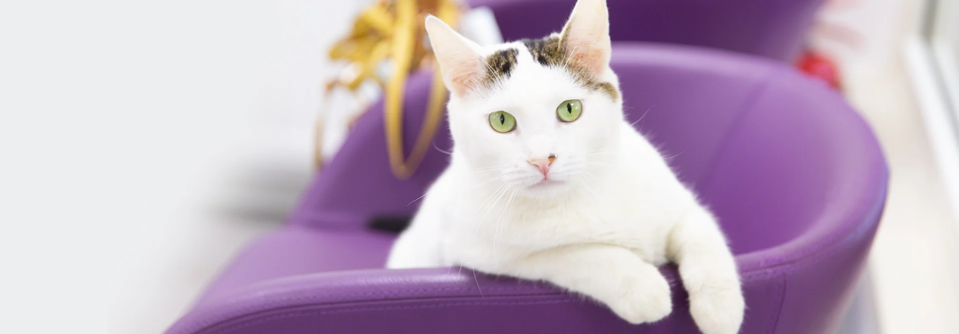 Puhu’da mor koltukta dinlenen kedi